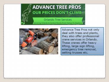 Orlando Tree Service company - Advance Tree Pros