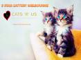Cat Boarding Melbourne - Cats R Us (1) PowerPoint PPT Presentation