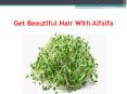 Get Beautiful Hair With Alfalfa PowerPoint PPT Presentation