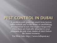 pest control in dubai