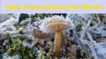 India Frozen Mushrooms Market PowerPoint PPT Presentation