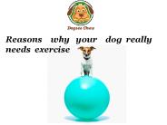 Reasons why your dog really needs exercise