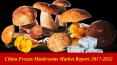 China Frozen Mushrooms Market Report, 2017-2022 PowerPoint PPT Presentation