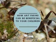 How Ant Farms Can be Beneficial To Your Children.