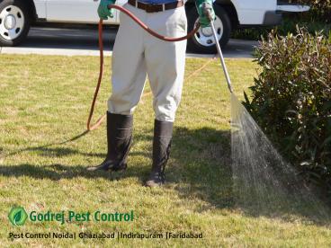 Pest Control Noida| Ghaziabad |Indirapuram |Faridabad