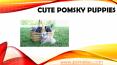 Love to play with Cute Puppies like Pomsky PowerPoint PPT Presentation