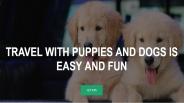 Travel with puppies