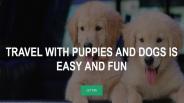 Puppies & Dogs