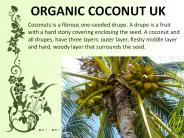 Protection From Heart Disease Desiccated Coconut
