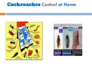 Cockroaches Control at Home
