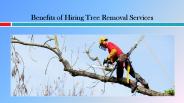Benefits of Hiring Tree Removal Services