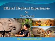 Ethical Elephant Experiences in Thailand (1)