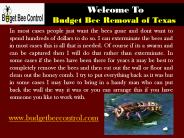 Bee removal Texas| Budget Bee Control