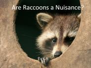 Are Raccoons a Nuisance