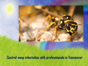 Control wasp infestation with professionals in Vancouver