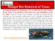 Professional bee hive removal service