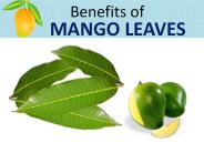 Benefits of mango leaves