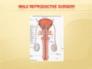 male reproductive surgery 5july17