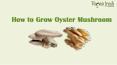 How To Grow Oyster Mushroom at Home?