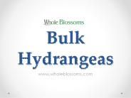 Bulk Hydrangeas - www.wholeblossoms.com