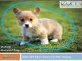 GSM GPS Smart Device For Pets Tracking PowerPoint PPT Presentation