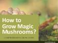 How to Grow Magic Mushrooms? PowerPoint PPT Presentation