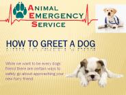 How To Greet A Dog By AES