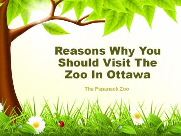 Reasons Why You Should Visit The Zoo In Ottawa