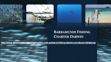 Barramundi Fishing Charter Darwin