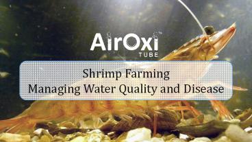 Shrimp Farming - Managing water quality and disease