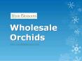 Wholesale Orchids - www.wholeblossoms.com (1) PowerPoint PPT Presentation