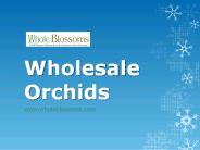 Wholesale Orchids - www.wholeblossoms.com (1)