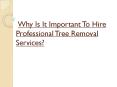 Why Is It Important To Hire Professional Tree Removal Services? PowerPoint PPT Presentation