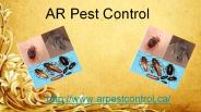 Pest Control Service Pickering | Pest Control Service Mississauga