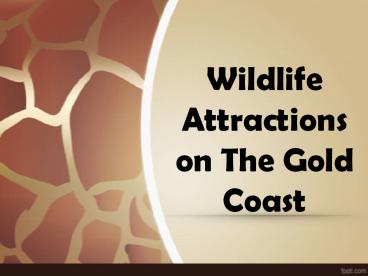 Wildlife Attractions on the Gold Coast