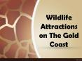 Wildlife Attractions on the Gold Coast PowerPoint PPT Presentation