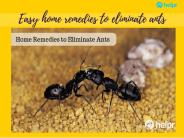 Easy home remedies to eliminate ants