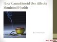 How Cannabinoid Use Affects Manhood Health PowerPoint PPT Presentation