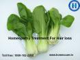 Hair loss Treatment @ Homeopathy PowerPoint PPT Presentation
