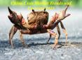 China Crab Market Trends and Forecast 2021 PowerPoint PPT Presentation