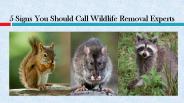 5 Signs You Should Call Wildlife Removal Experts
