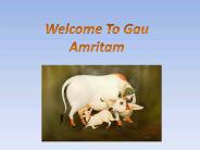 Pure cow milk in Delhi