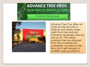Orlando tree removal company - Advance Tree Pros