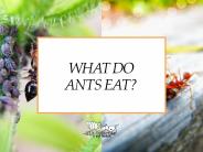 What Do Ants Eat (1)