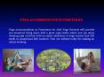 Luxury yoga retreats Bali PowerPoint PPT Presentation