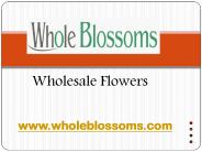 Wholesale Flowers - wholeblossoms (3)
