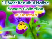 11 Most Beautiful Native Flowers Collection of Stamford