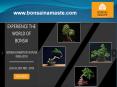 Bonsai Tree Exhibition PowerPoint PPT Presentation