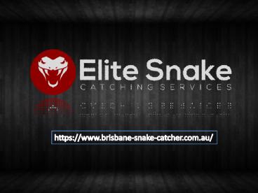 Brisbane Snake Catcher Services