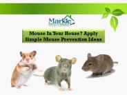 Mouse In Your House? Apply Simple Mouse Prevention Ideas